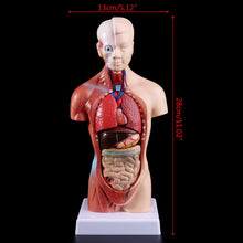 Load image into Gallery viewer, Human Torso Body Model Anatomy Anatomical Medical Internal Organs For Teaching
