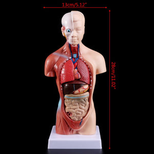 Human Torso Body Model Anatomy Anatomical Medical Internal Organs For Teaching