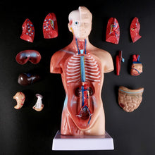 Load image into Gallery viewer, Human Torso Body Model Anatomy Anatomical Medical Internal Organs For Teaching
