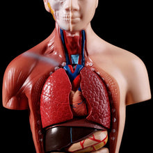 Load image into Gallery viewer, Human Torso Body Model Anatomy Anatomical Medical Internal Organs For Teaching
